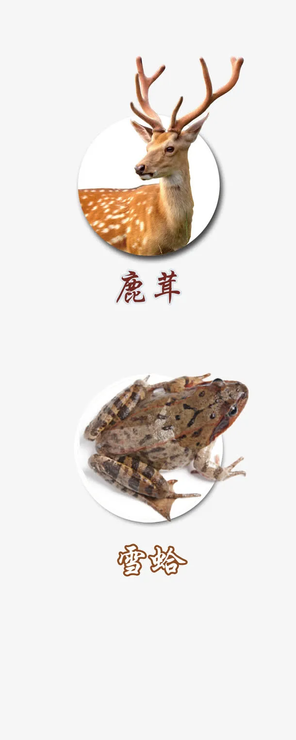 鹿茸青蛙免抠