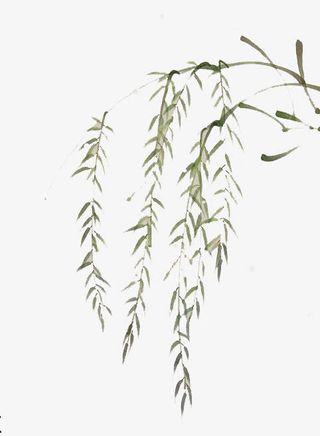 水彩柳树枝免抠