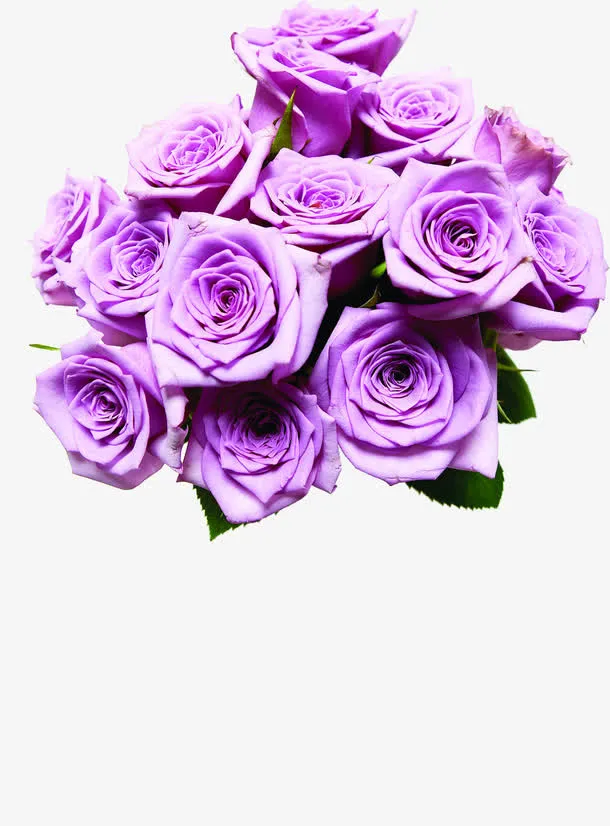 紫色玫瑰花束医疗免抠