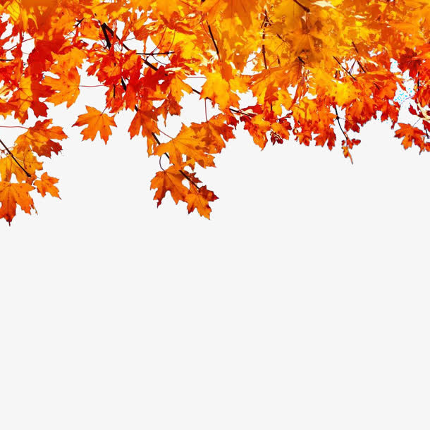 秋天红色梧桐叶免抠
