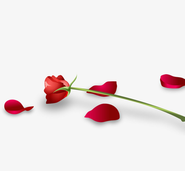 玫瑰花瓣散落免抠