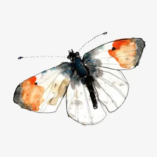 白色飞蛾手绘免抠