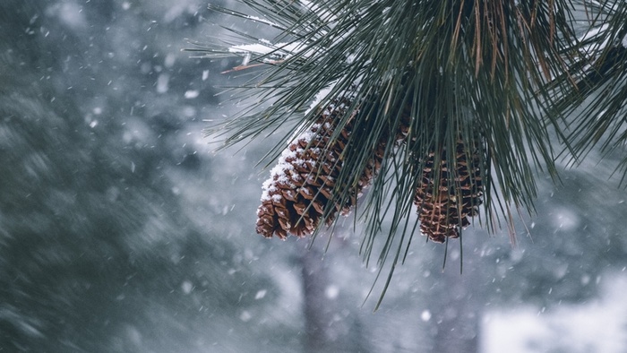 冬季  雪松  植物高清