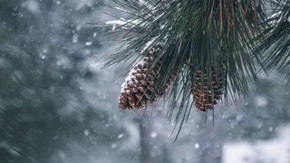 冬季  雪松  植物高清