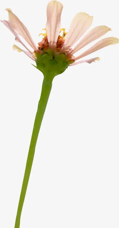 粉色春天户外花朵免抠
