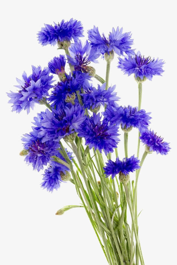 一大束矢车菊免抠