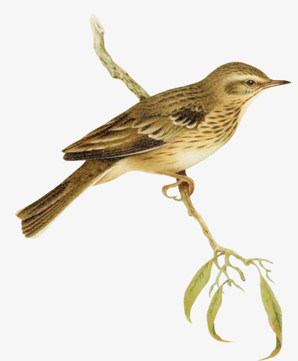 复古中国风麻雀枝头免抠