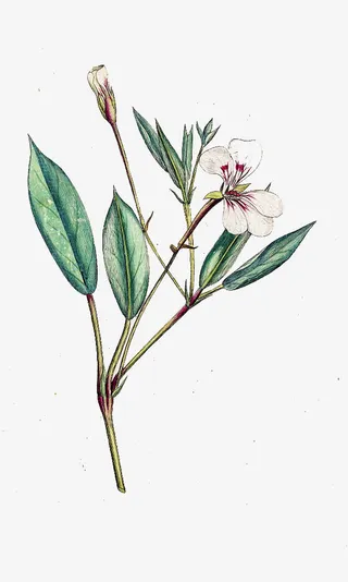 手绘天竺葵植株免抠