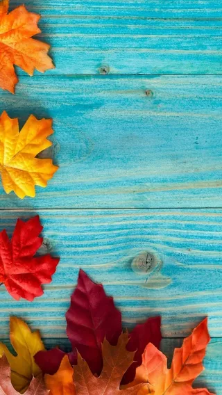 摄影蓝底木板树叶H5背景素材高清