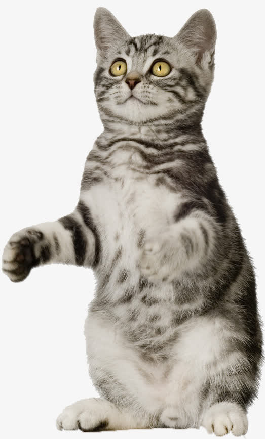 花纹猫咪免抠