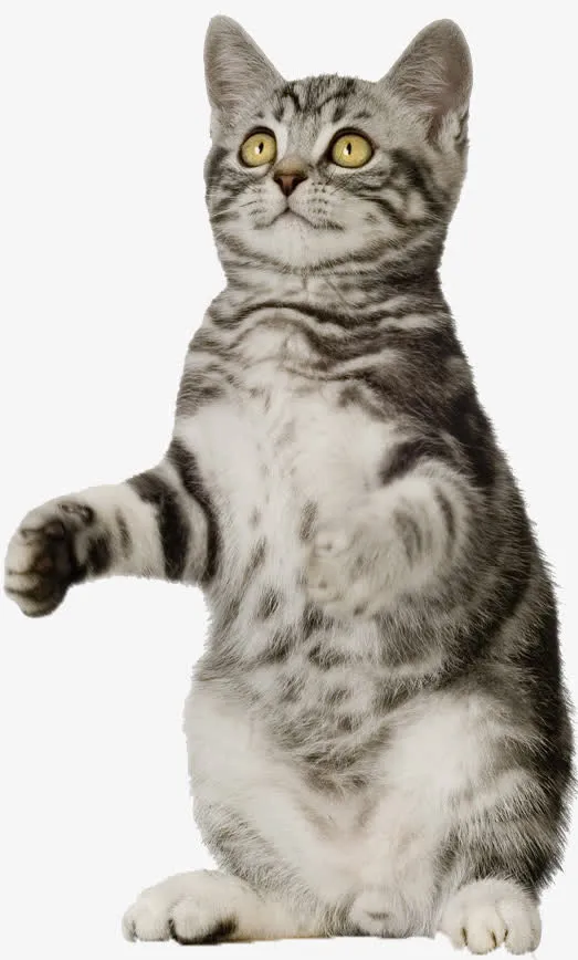 花纹猫咪免抠