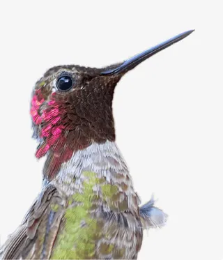 美丽啄木鸟免抠