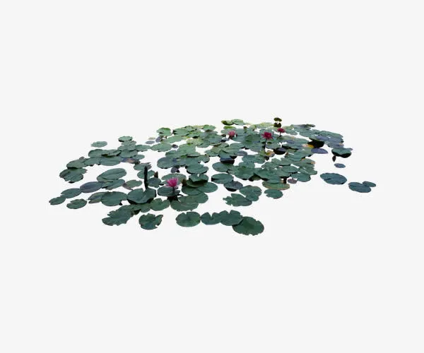 深绿色荷塘免抠