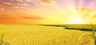 秋季丰收田野免抠