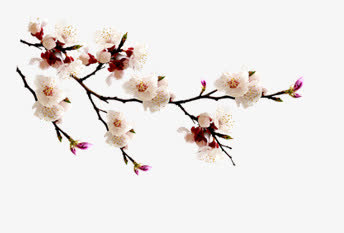 白色桃花图片免抠