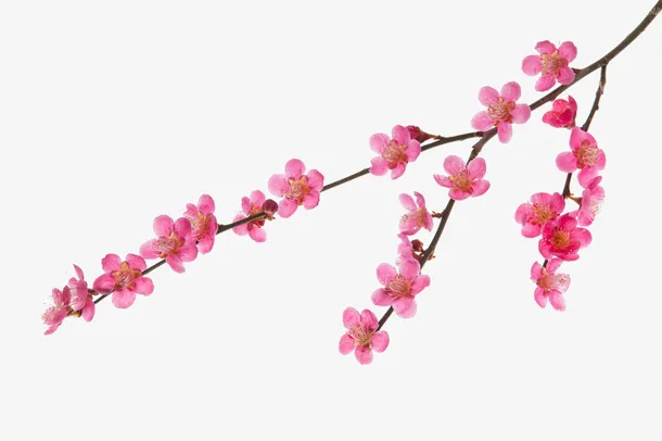 桃花树枝免抠动植物植物元素
