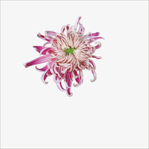 重阳鲜花免抠
