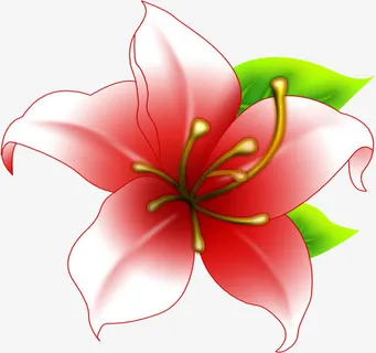 绿叶红色盛开百合素材免抠