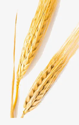 一颗成熟小麦免抠