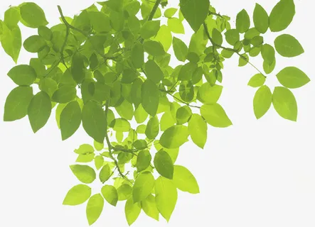 春天绿叶树叶图案免抠动植物植物元素