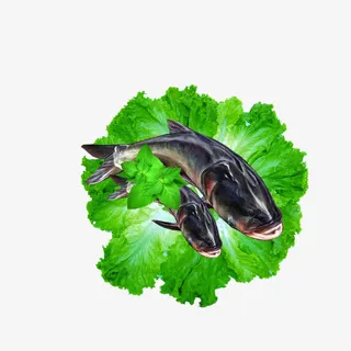 实物胖头鱼促销免抠