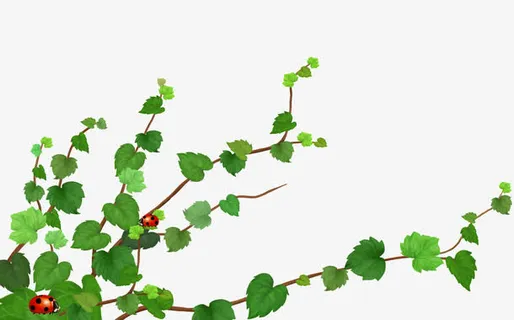 绿色的葡萄树免抠