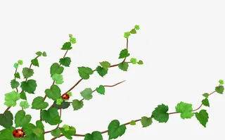 绿色的葡萄树免抠