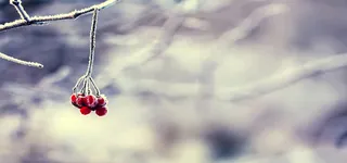 摄影樱桃背景高清