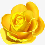 春天黄色玫瑰花朵免抠