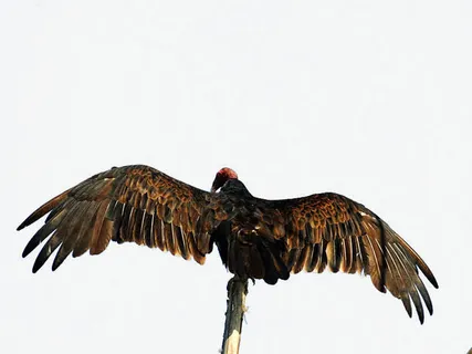 停靠的飞鹏免抠