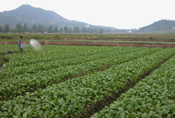 绿色蔬菜种植菜园免抠