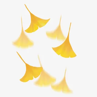 秋天的黄色银杏叶2免抠 秋天的黄色银杏叶2免抠