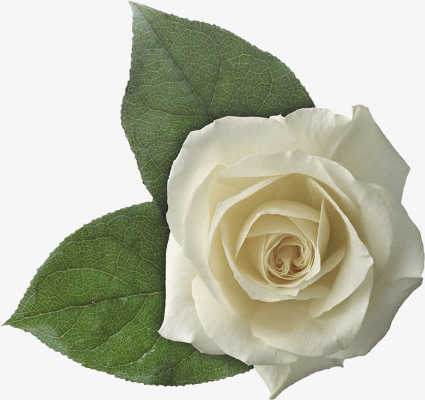 白玫瑰花叶免抠