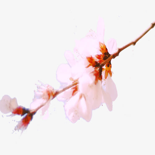 初春桃花免抠