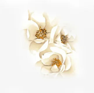合成创意白色玉兰花海报免抠