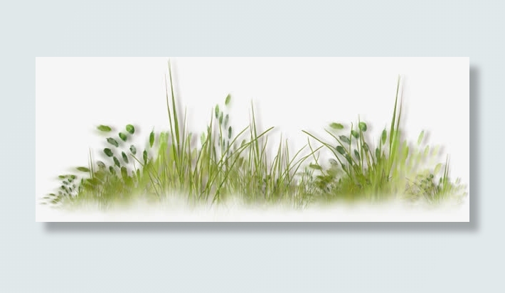 芦苇荡 草丛  绿叶 png素材免抠