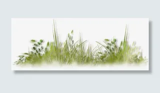 芦苇荡 草丛  绿叶 png素材免抠