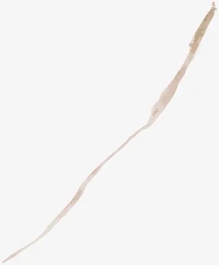 扁平风格合成树枝水彩免抠