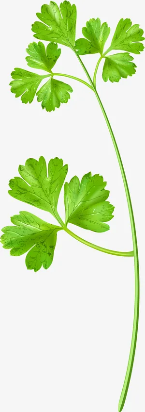 绿色清新香菜免抠