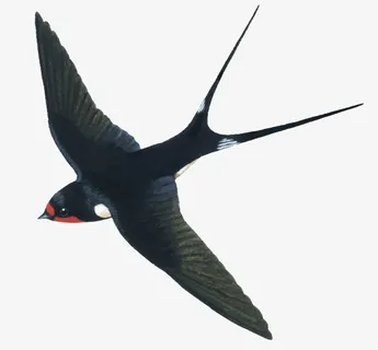 燕子-手绘素材免抠