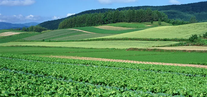农田良田菜园茶园种植作物大自然淘宝背景高清