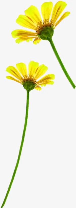 黄色清新春天花朵装饰免抠