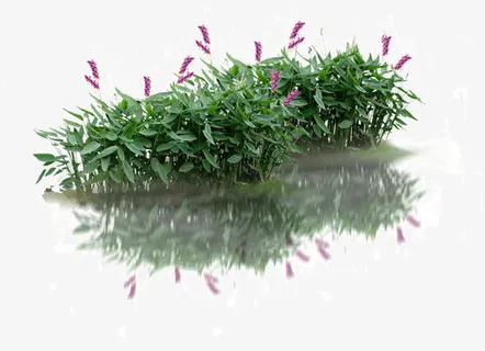 香蒲倒影免抠