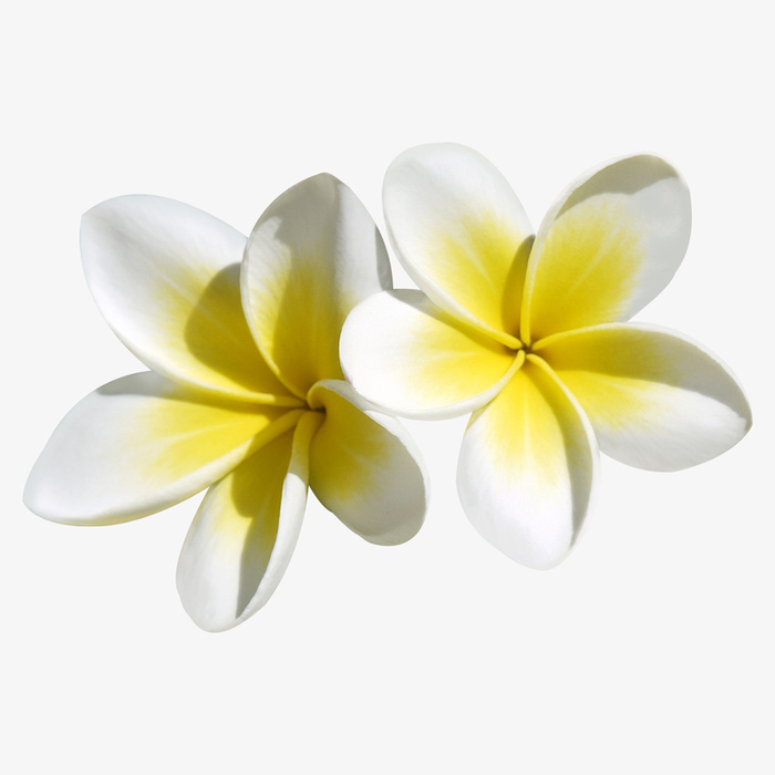 鲜花 黄色的鲜花  春天 香免抠