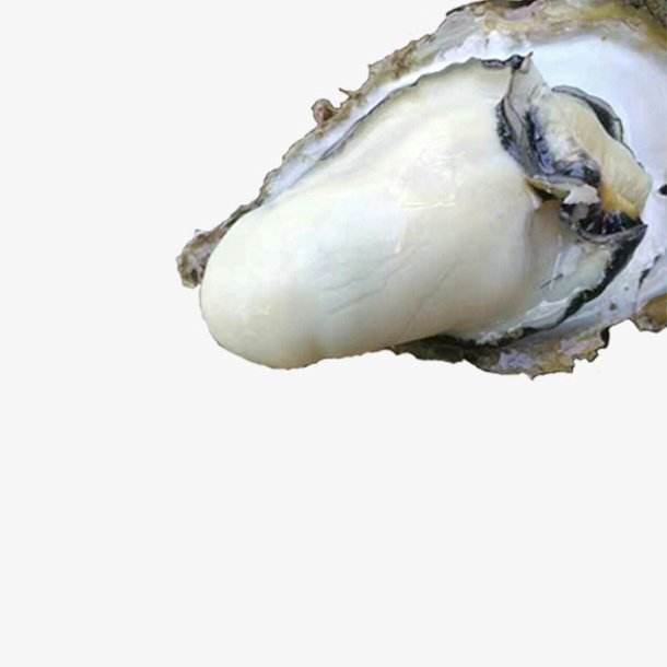 生蚝PNG图片免抠
