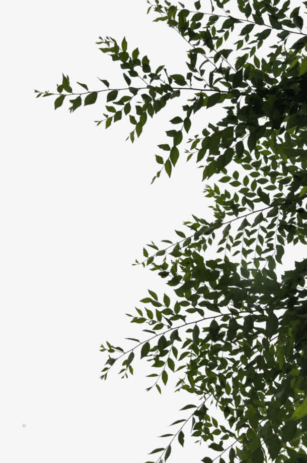 绿色树叶树枝免抠