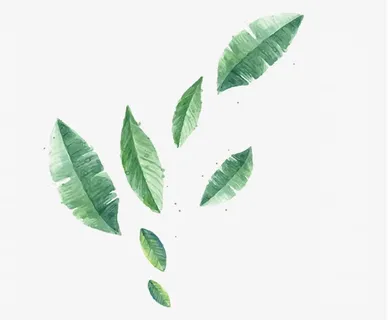 飘落的树叶免抠