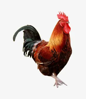 公鸡免抠