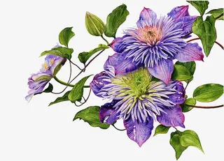 卡通紫花绿叶装饰素材免抠