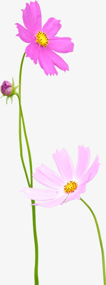 春天粉色清新装饰花朵免抠